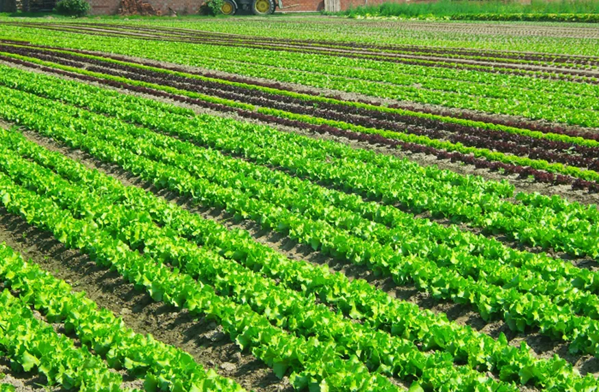 蔬菜基地
